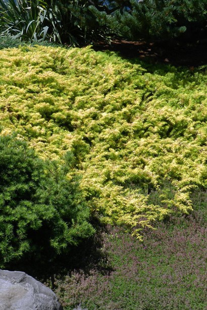 Ялівець береговий Олл Голд | Juniperus conferta Allgold / All Gold | Можжевельник прибрежный Олл Голд